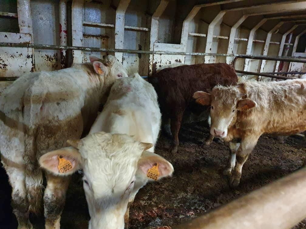 Cattle are seen on board of livestock ship "Karim Allah" where they have been stranded for months for suspected bluetongue di