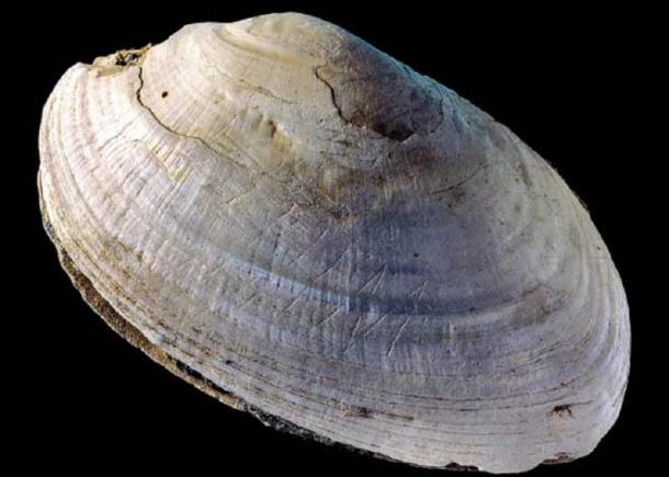 This etched shell from Java is considered to be the oldest symbolic engraving, dating back about 500,000 years! (Wim Lustenhouwer / VU University Amsterdam)
