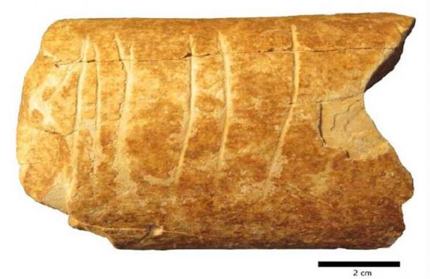 The cleaned-up bone fragment found in Ramla, Israel, clearly showing the six manmade “line” symbols carved into it. (Marion Prévost / Hebrew University of Jerusalem)