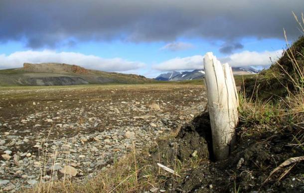 Woolly mammoth tusk emerging from permafrost on central Wrangel Island, located in northeastern Siberia. (Credit: Love Dalén)
