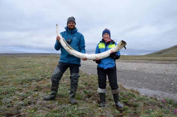 Love Dalén and co-lead author Patrícia Pečnerová with a mammoth tusk on Wrangel Island. (Credit: Gleb Danilov)