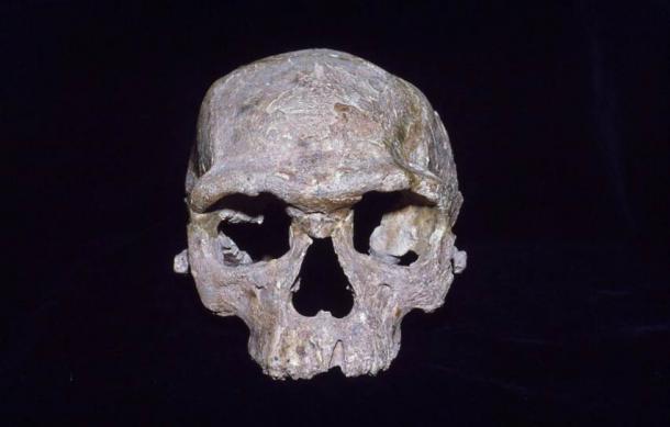 This cranium from Jebel Irhoud in Morocco is often called a modern human ancestor. The topic of human ancestry is carefully examined in a new study.