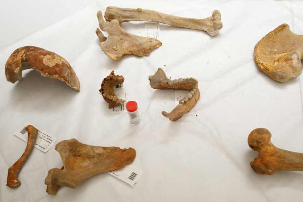 In March 2021 AD, the Navarra Loizu Man’s remains were finally brought out of the cave so they could be transferred to a safe laboratory environment for further testing. (Navarra.es)