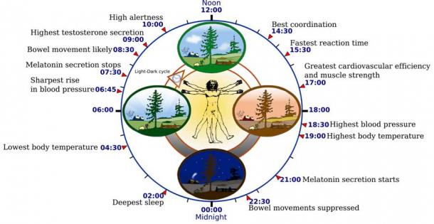 Living deep in a cave with no natural light is similar to living in outer space, deep-sea or mining environments and they all affect our biological clock (shown here) and our circadian sleep rhythms. (NoNameGYassineMrabetTalk fixed by Addicted04 / CC BY-SA 3.0)