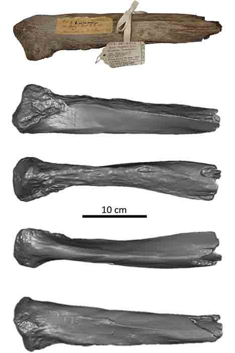 The long-forgotten woolly mammoth rib bone was originally found near Mount Holly in New England. (Nathaniel R. Kitchel and Jeremy DeSilva)