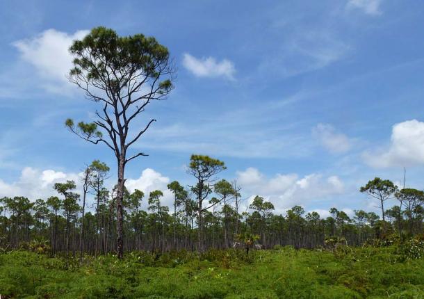 Pine trees at Lucayan National Park in the Bahamas. (Mike Gifford / CC BY-SA 2.0)