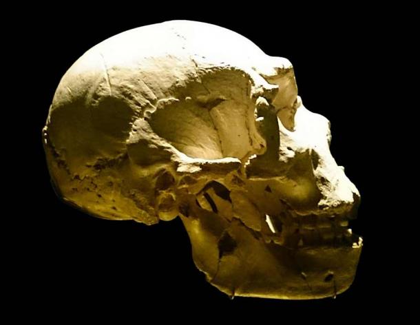 A Sima de los Huesos skull (pictured here) was also created for the study using a virtual fossil-based reconstruction. The study concluded that this species could not “hear” sounds like Neanderthals could. (UtaUtaNapishtim / CC BY-SA 4.0)