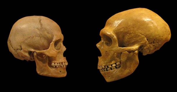 A Homo sapiens skull (left) and a Neanderthal skull: different but also extremely similar when it came to speech capabilities. (hairymuseummatt (original photo), DrMikeBaxter (derivative work) / CC BY-SA 2.0)