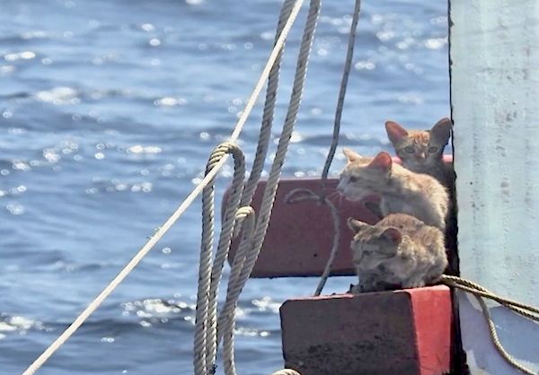 After the crew was removed from the capsized boat, the Thai Navy sailors noticed four ginger cat huddled together on a wooden
