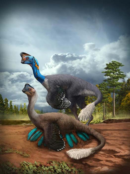 An attentive oviraptorid theropod dinosaur broods its nest of blue-green eggs while its mate looks on in what is now Jiangxi Province of southern China some 70 million years ago. (Zhao Chuang)
