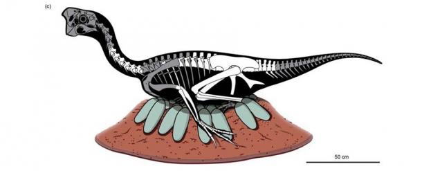 The partial skeleton of the oviraptorosaur was found on a nest of at least 24 fossilized eggs. (Bi et al., Science Bulletin, 2020)