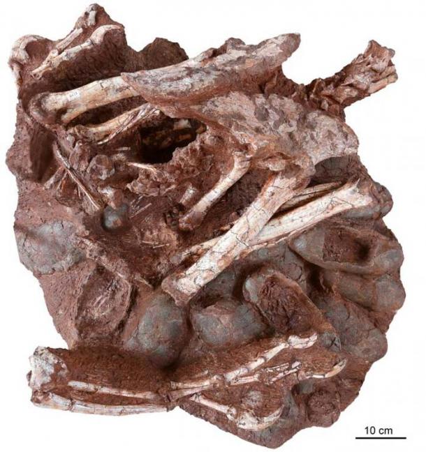 The ~70-million-year-old fossil in question: an adult oviraptorid theropod dinosaur sitting atop a nest of its fossilized eggs. Multiple eggs (including at least three that contain embryos) are clearly visible, as are the forearms, pelvis, hind limbs, and partial tail of the adult. (Shundong Bi, Indiana University of Pennsylvania)