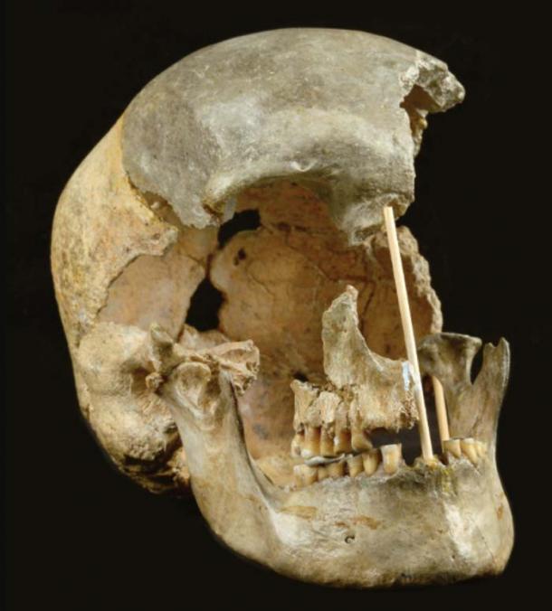 The skull of a modern human female individual from Zlatý kůň (Marek Jantač / Nature)