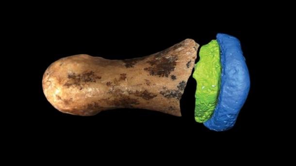 The Denisovan finger bone found at the Denisova Cave in 2008. (E.A. Bennett / Science Advances)