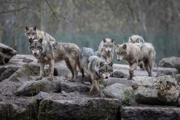 A pack of grey wolves. (AB Photography / Adobe Stock)