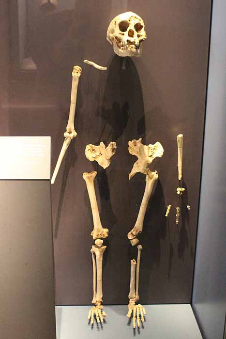 A reassembled skeleton (or most of it) of a Homo floresiensis individual. (Emőke Dénes / CC BY-SA 4.0)