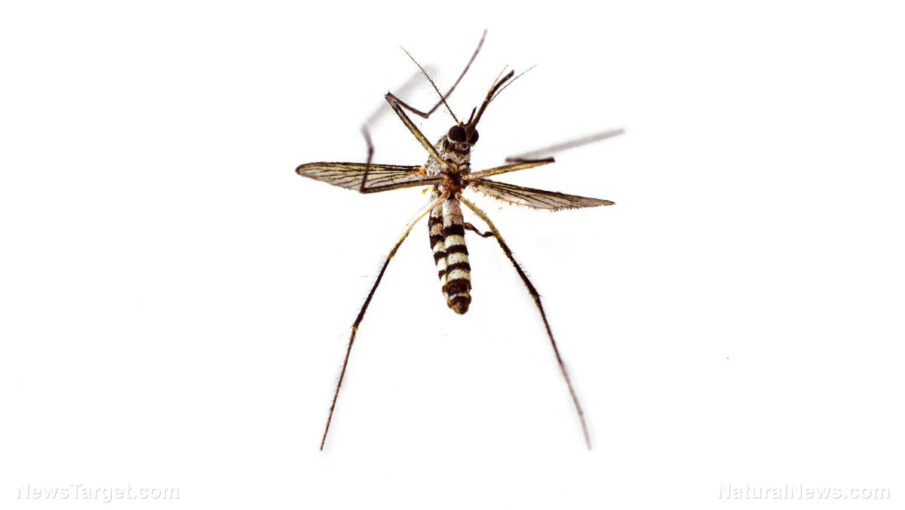 gmo mosquitos being released in florida keys
