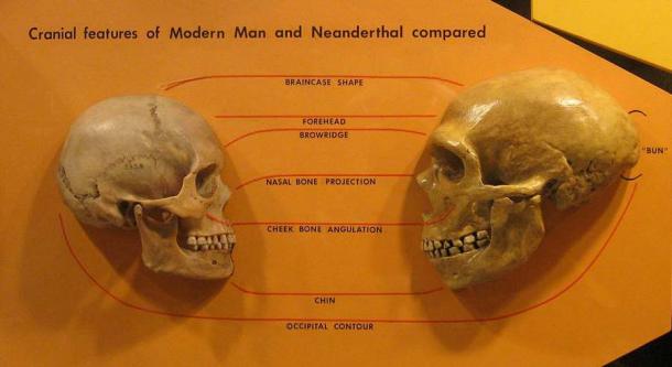 A modern human skull (left) compared to a Neanderthal skull. Though the Neanderthal skull is bigger it was Homo sapiens creativity genes that made us different and allowed modern humans to thrive. (hairymuseummatt / CC BY-SA 2.0)