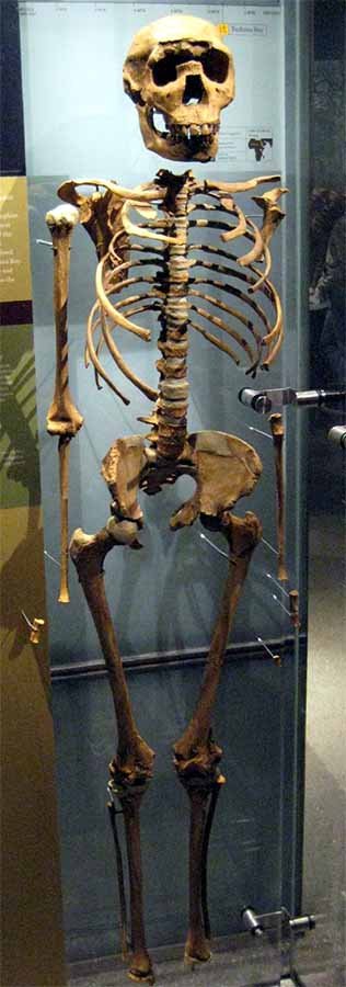 The reassembled skeleton of Turkana Boy, which was discovered on Lake Turkana in 1984. It was dated to 1.5-1.6 million years ago. (Claire Houck from New York City, USA / CC BY-SA 2.0)