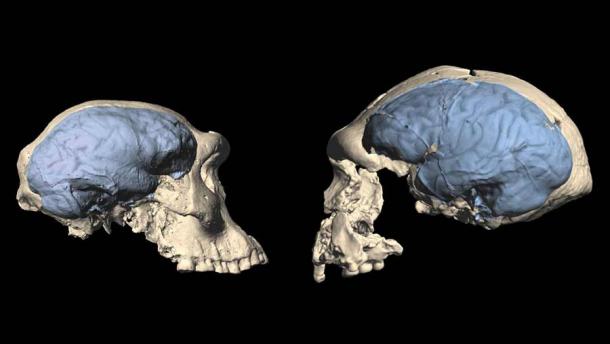 New research shows brains of early humans (illustrated in blue) may have evolved from a more ape-like version (left) seen in a specimen from Dmanisi, Georgia, to the more modern humanlike one (right) from Sangiran, Indonesia, between 1.7 million and 1.5 million years ago. (M.S. Ponce de León and C.P.E. Zollikofer/University of Zurich)