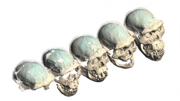 Virtual fillings of the braincases of early Homo from Dmanisi, Georgia, are shown in turquoise. Their structures provide new insights into human brain evolution 1.8 million years ago. (M. Ponce de León and Ch. Zollikofer/University of Zurich)