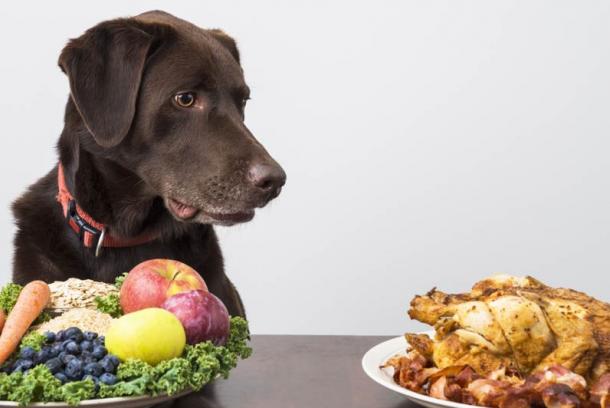 The British Veterinary Association announced that vegetarian diets are not designed to meet the needs of your pet.