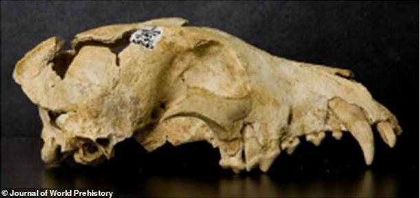 The new study published in the Journal of World Prehistory claims that the 3,000-year-old dogs under analysis were fed a diet made up primarily of cereal grains like millet. These dog remains have been unearthed at Can Roqueta near Barcelona