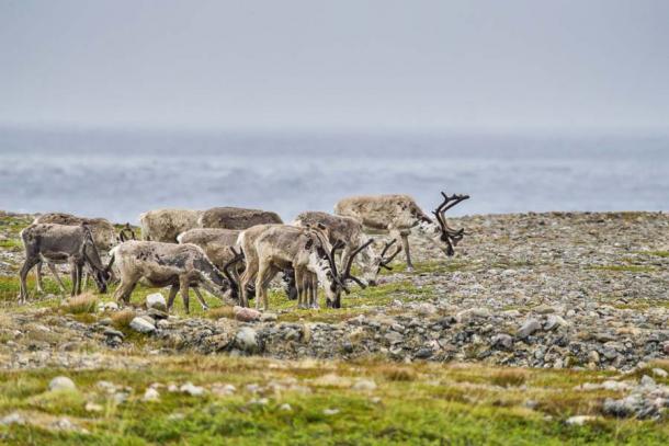 Dr. Carden explains that ancient hunter-gatherers would have followed migrating reindeer herds to what is now modern-day Ireland across wide expanses of lands and water bodies which are now under the sea. (hakoar / Adobe Stock)