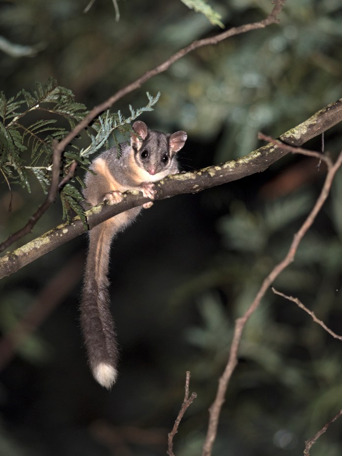 Leadbeater's possum on a branch