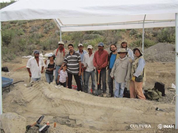 Paleontologists from INAH and UNAM unearthed the tail of the new dinosaur in Mexico in 2013. (INAH)