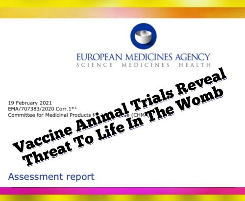EMA Pfizer Documents Reveal Risks to Pregnancy in Animal Studies Pfizer-animal-trials