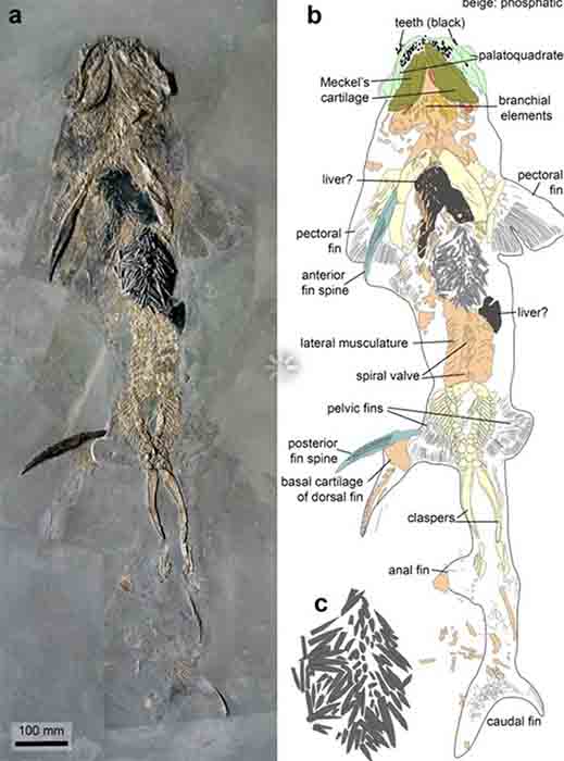 The early Jurassic elasmobranch Hybodus hauffianus (a kind of shark likely) with its stomach clogged by belemnite rostra. Photo (left) copyright of R. Böttcher / Staatliches Museum für Naturkunde in Stuttgart. (Swiss Journal of Palaeontology)