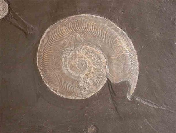 This Harpoceras falcifer was found in the Posidonia shale at Holzmaden, Baden-Wuerttemberg, Germany, which was the same source for the fossils used in the latest study. Harpoceras, an extinct genus of cephalopod, existed in the Jurassic period, and were fast-moving nektonic carnivores. (Lysippos / CC BY-SA 3.0)