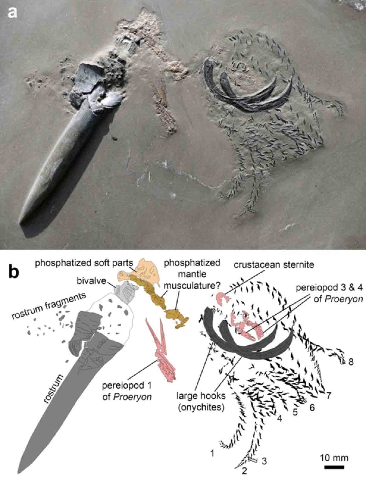 a) A photo of the Jurassic era fossil specimen and its prey. b) Camera lucida drawing based on a). (Swiss Journal of Palaeontology)