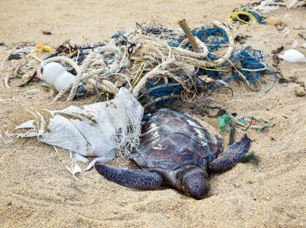 This dead turtle, killed by fishing nets, clearly conveys the image of human impact on animal extinction since the Industrial Age