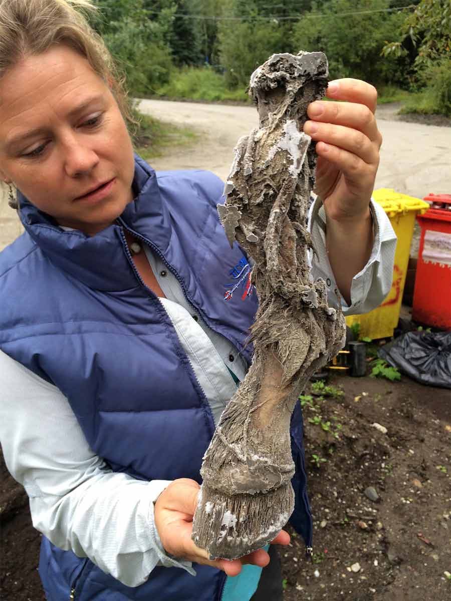 Paleontologist Aisling Farrell holds a mummified frozen horse limb recovered from a placer gold mine in the Klondike goldfields in Yukon Territory, Canada. Ancient DNA recovered from horse fossils reveals gene flows between horse populations in North America and Eurasia. (Government of Yukon)