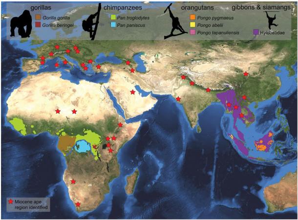 Extant and fossil ape distribution across the planet. Figure from the latest study. (ScienceMag journal)
