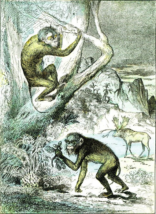Leaf monkeys (also fossil apes) in the Miocene period that walked on two feet and also had opposable thumbs from a vintage engraving. (Morphart / Adobe Stock)