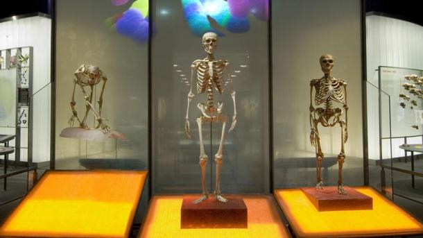 Fossils ape skeleton left side, next to two later hominins at the American Museum of Natural History, New York. (AMNH)