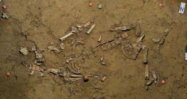 The Early Bronze Age female burial as found. The green pin (top center) marks the place the spiral gold ornament was uncovered next to the skeleton. (Eberhard Karls University of Tübingen)