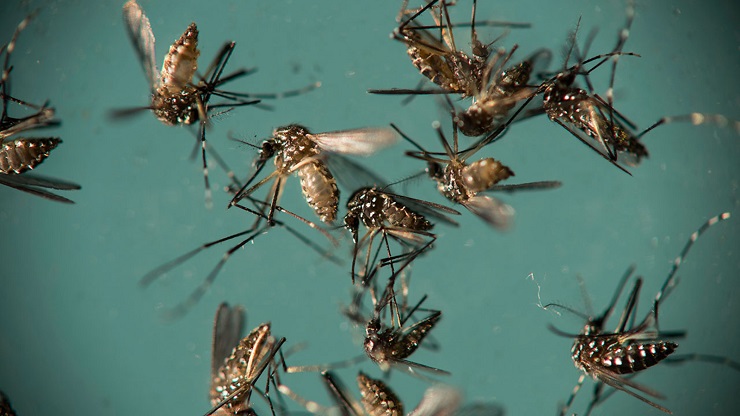 Why Are Gates & Pentagon Releasing GMO Mosquitoes in Florida Keys? AEG