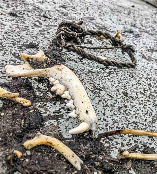 The skeleton of an adult male dog with collar and leash, found in the ice of the Lendbreen mountain pass. A selection of small bones collected at the same spot appear to be the stomach contents. They show that the dog ate fish for its last meal. The dog lived in the 16th century AD, at the end of the use of the Lendbreen pass. (Secrets of the Ice)