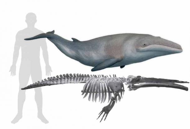 Based on the fossil record, scientists know know that the Paratethys Sea was once home to unique species, such as the Cetotherium riabinini, the smallest known whale on record. (Pavel Gol’Din / Lena Godlevska)