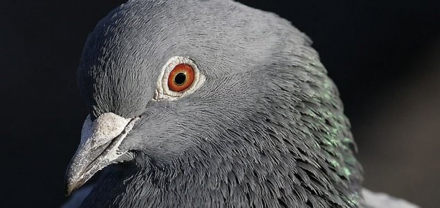 Mystery as thousands of pigeons disappear News-pigeon-head