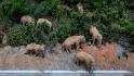 Elephant herd travels hundreds of kilometers after escape from nature reserve