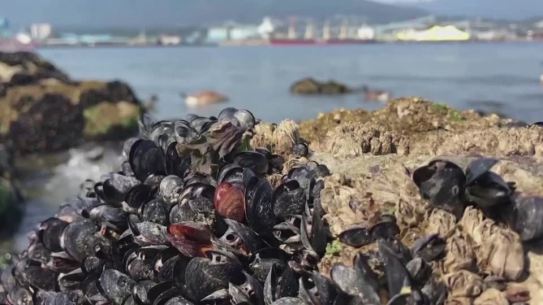 Extreme heat boils Canada's waters and shellfish