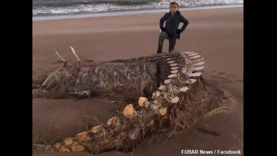‘Sea Monster’ Remains Found on Scottish Beach Sea-monster
