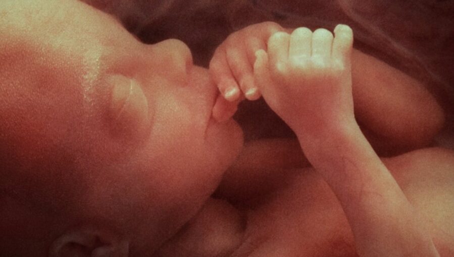 'conspiracy theory' over aborted babies for organ harvesting leads to be true and government funded