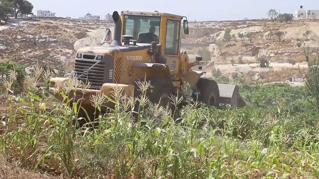 ‘Israeli’ Forces Raze Agricultural Land East of Al-Khalil