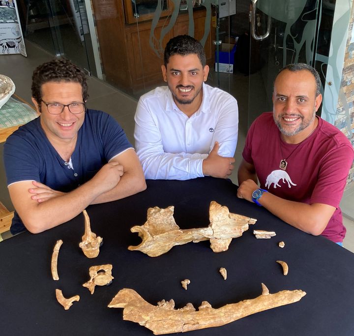 Egyptian paleontologists Mohammed Antar, Abdullah Gohar and Hesham Sallam sit around the fossils of the Phiomicetus anubis at